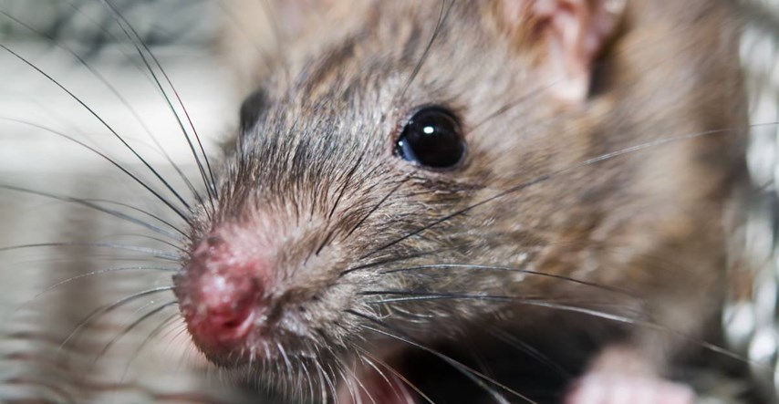 Znanstvenici laserima izliječili štakore alkoholičare